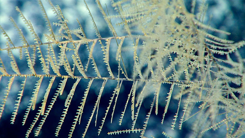 Potential new species of black coral that was collected.