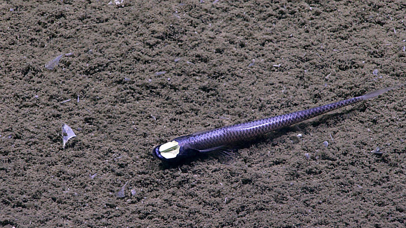 D2’s lights were turned off to see if this Ipnops murrayi tripod fish exhibited bioluminescence in its eyespots. It did not, which provides very valuable information in understanding the function of these conspicuous eyes.