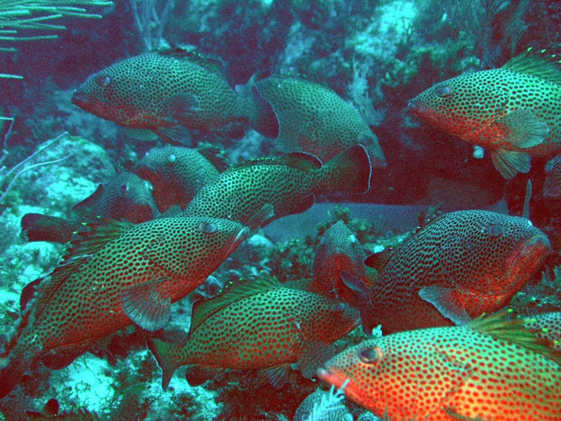 Spawning aggregation of Red Hind (Epinephelus guttatus) located within the Lang Bank seasonal closure off the eastern shelf edge of St. Croix, USVI. Image courtesy of Richard Nemeth, University of the Virgin Islands.