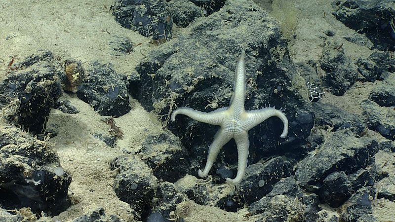 Pythonaster atlantidis seen during Dive 5 of the Oceano Profoundo 2018 expedition.