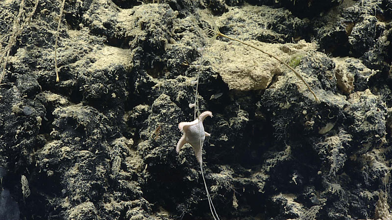 A potentially new species of Evoplosoma seen during Dive 5 of the Oceano Profoundo 2018 expedition.