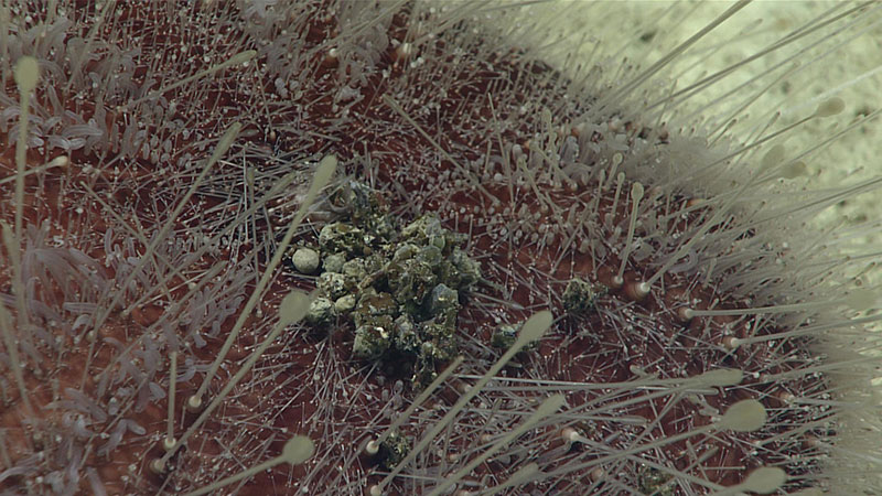 Deep-sea urchin in the process of defecating. Urchin mouths are on the bottom of their body, while the anus is on the top of the body.