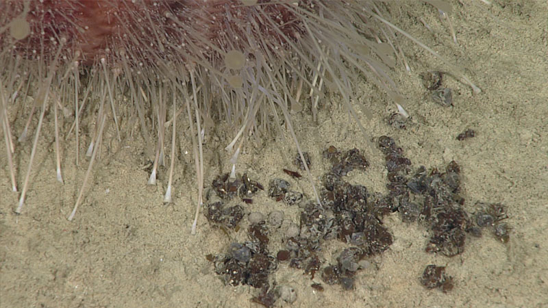 Close up of the urchin poop.