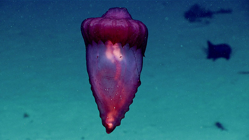 Swimming sea cucumbers like Enypniastes eximia have a special 'flap' which they use to lift' themselves off the seafloor. The transparent body reveals the sediment filled intestine looping around from the mouth (top) to the anus (bottom).