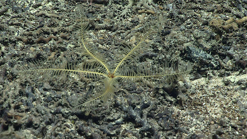 This yellow feather star is likely a juvenile Pentametrocrinus atlanticus and is potentially the northernmost record for this species.