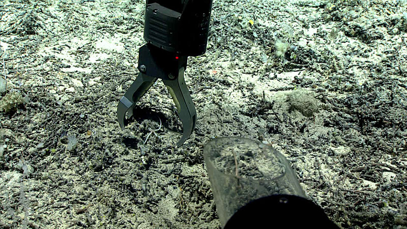 During Dive 06, we collected the unidentified brittle star with the reddish-purple, swollen, central disk that was first observed on Dive 05 of the Windows to the Deep 2019 expedition.