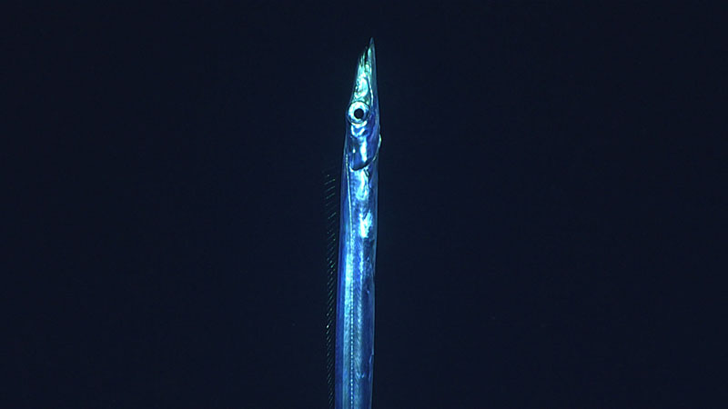 The predatory cutlassfish stays vertical in the water column as it hunts. It uses its pectoral fins to keep itself stable. We observed this individual during Dive 05 of the 2019 Southeastern U.S. Deep-sea Exploration.