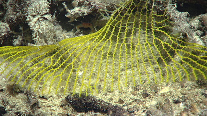 It’s not usual to come across new species when we explore deep-sea areas that no one has ever been to before. Our scientists were unable to identify this yellow mesh fan (bryozoan) seen on the 2019 Southeastern U.S. Deep-sea Exploration, so we collected it so we can learn more about it.