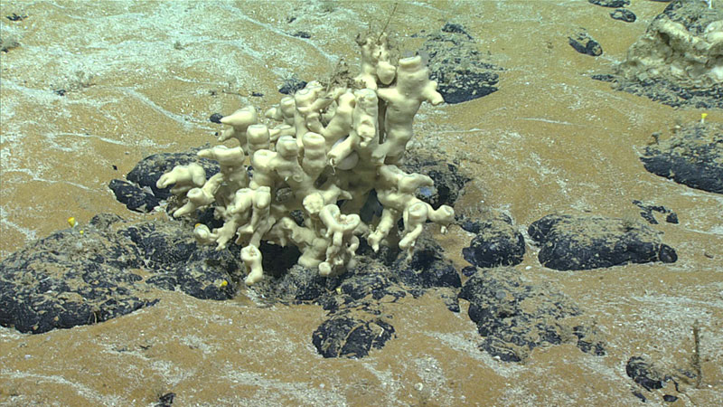 This intricate demosponge (Haplosclerida), reminiscent of a piece of modern art, is representative of the most common type of sponge seen during Dive 07 of the 2019 Southeastern U.S. Deep-sea Exploration. Nevertheless, it was unfamiliar to our scientists, so we took a sample of it to see if it’s a new species.