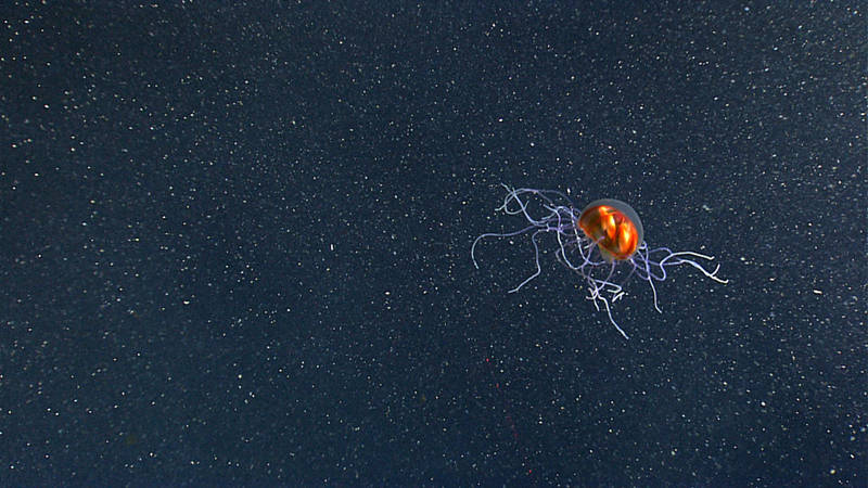 Trachymedusae along the west wall of Mona Canyon off the northwest coast of Puerto Rico.