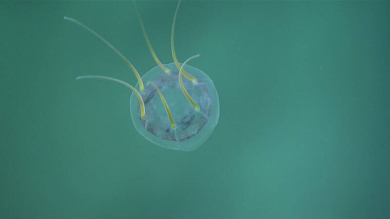 Narcomedusa jelly on the north slope of Howland Island in the Pacific Remote Islands Marine National Monument, now known as Pacific Islands Heritage Marine National Monument.