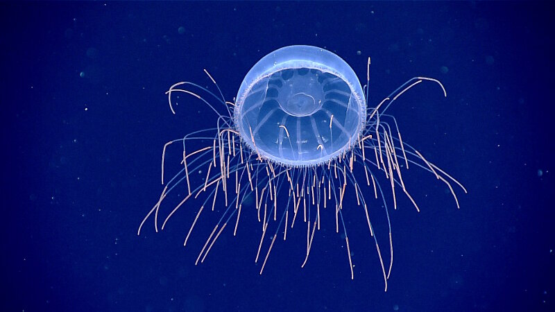 Hydromedusa near “Keli’ihananui” Seamount in the Pacific Remote Islands Marine National Monument, now known as Pacific Islands Heritage Marine National Monument.