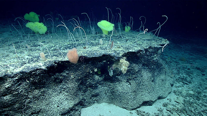 During Dive 11 of the 2021 North Atlantic Stepping Stones expedition, we discovered what is defined by the Oslo/Paris Convention (OSPAR) as a multispecies coral garden (100 - 700 coral colonies per every 100 square meter). The coral garden habitat was dominated by Calyptophora clinata whip corals and dotted with other coral species, including Bathypathes, Thouraella, Acanella, Chrysogorgia, and Parantipathes. This image shows part of the large area of coral garden habitat on top of a ledge outcrop.