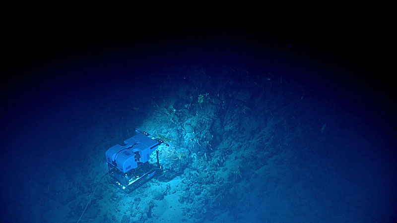 Towards the end of Dive 19 of the 2021 North Atlantic Stepping Stones expedition, we continued to observe the scattered rock debris sitting on the lobate and pillow lava outcrops that we’d seen earlier, suggesting that the pinnacle of Retriever Seamount was perhaps a late-stage eruption site and that it remains largely susceptible to continued erosional modification.