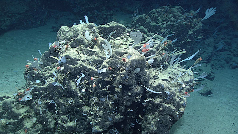 The species encountered most often during Windows to the Deep 2021 Dive 06 was a flat hexactinellid (glass) sponge with a breakable branching cluster of flat, thin lobes. The sponge was identified as possibly being Tretopleura sp., but scientists collected a sample so that they can take a closer look at the sponge’s spicules and make a more definitive identification. This boulder, seen at a depth of 3,625 meters (2.25 miles), was home to many of these kinds of sponges.