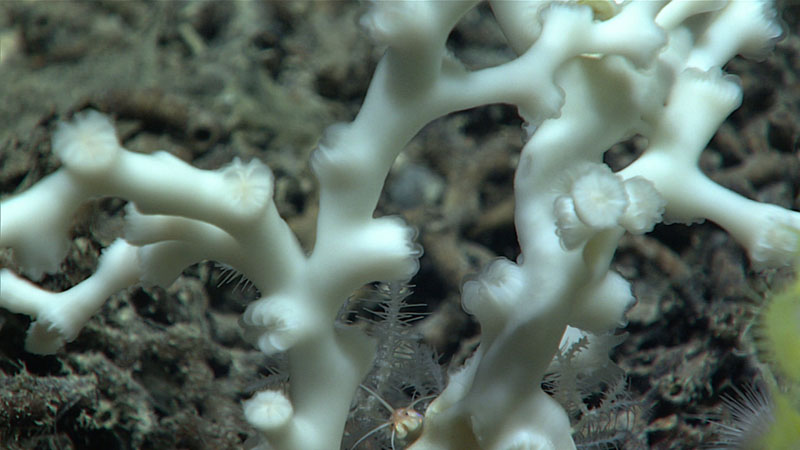 As we traveled upslope during Dive 14 of Windows to the Deep 2021, we encountered the first living Lophelia pertusa coral at a depth of 822 meters (2,697 feet), and the seafloor substrate began to transition from primarily dead coral rubble to living Lophelia coral as the dominant species growing on top of the standing dead coral.