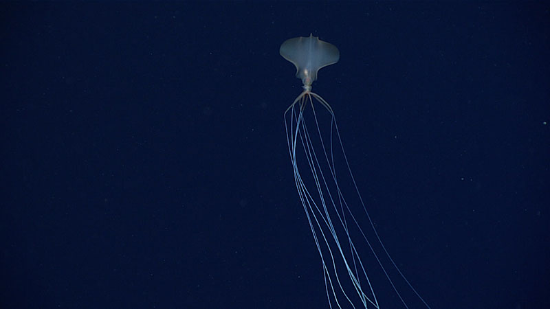 Bigfin squid