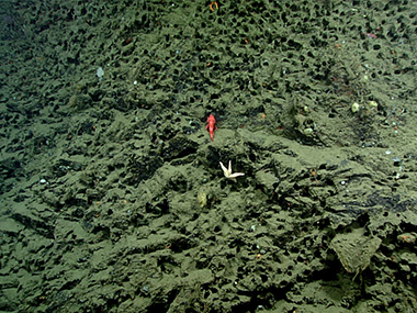 The majority of outcrops observed while exploring Nitinat Canyon during Dive 08 of the 2023 Shakedown + EXPRESS West Coast Exploration expedition contained what appeared to be vacant bivalve boreholes, which was confirmed by scattered shell remnants and lack of holes in eroded areas. The geology seen in this canyon was quite different from what was observed in nearby Quinault Canyon, which was surprising given the canyons’ relatively similar methods of formation and proximity along the Washington coast.