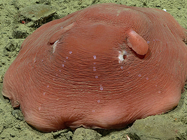 Throughout the 2023 Shakedown + EXPRESS West Coast Exploration expedition, we were treated to numerous octopod sightings. The fan favorite flapjack octopods (Opisthoteuthis californiana) in this video were seen during the final dive of the expedition at a depth of 814 meters (2,671 feet).