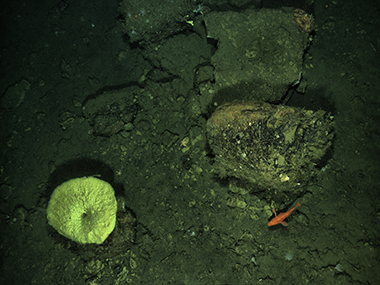 One of nearly 9,000 images of the seafloor collected by autonomous underwater vehicle Mola Mola in a priority area of Greater Farallones National Marine Sanctuary.