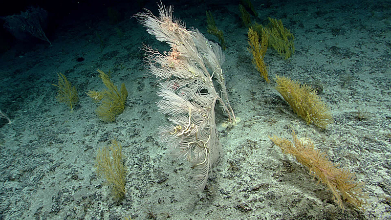 Underwater scene with a large, feathery coral surrounded by smaller yellowish-brown corals on a sandy ocean floor.