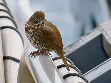 A fox sparrow perches on the stowed gangway of NOAA Ship Okeanos Explorer. The sparrow was seen accompanied by a dark-eyed junco, another sparrow species, on the first day at sea during the Seascape Alaska 1: Aleutians Deepwater Mapping expedition.