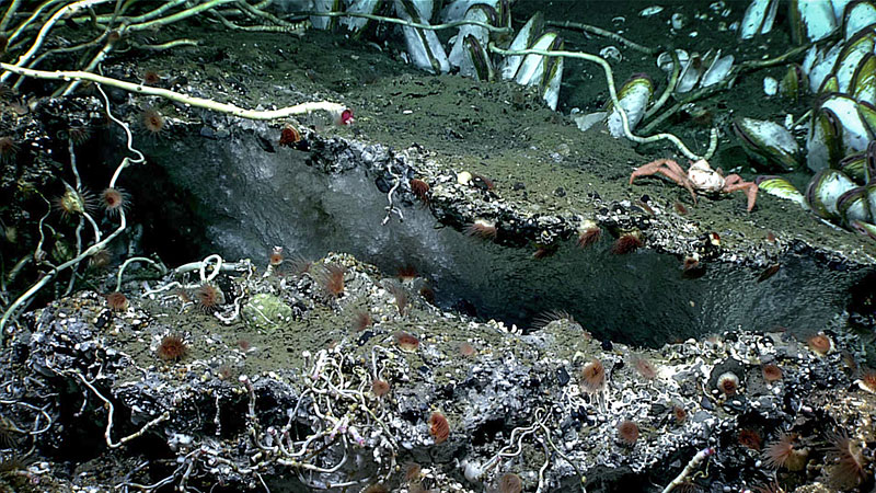 Gas hydrate (white, icelike material) seen during Dive 04 of the Seascape Alaska 3 expedition under a ledge of carbonate rock, with clams, tubeworms, anemones, and a crab. The total width of the hydrate is estimated to be more than a meter. Seeping gas bubbles beneath the hydrate mass form a coating of hydrate, and then the hydrate-armored bubbles accumulate against the underside of the carbonate as they rise.